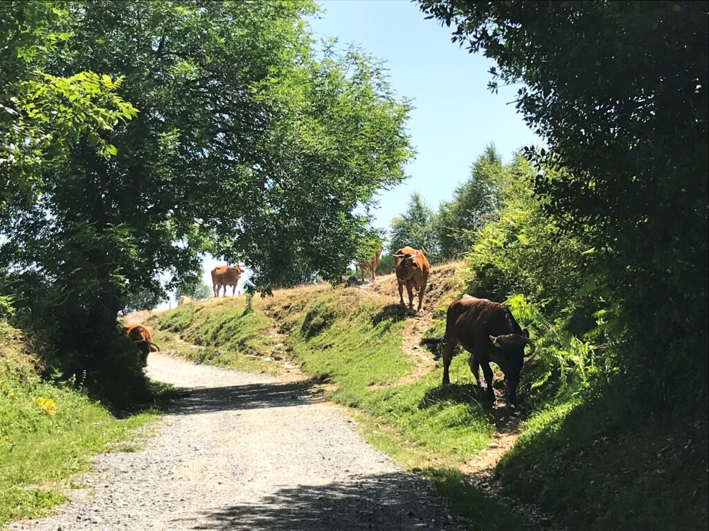 路上的牛群
